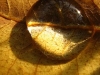 Detail eines Tautropfens auf einem Blatt © Flickr/*L*u*z*a*