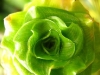 Detail einer Blüte © Flickr/*L*u*z*a*