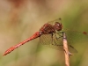 Makroaufnahme einer Libelle © Flickr/Laurent Jégou