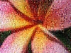 Blumenmosaik 